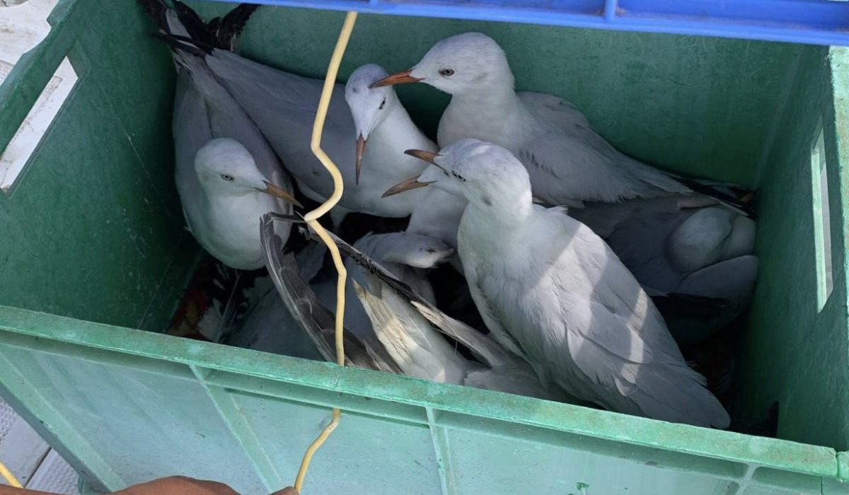 Individuals Arrested for Illegally Trapping and Concealing Seagulls for Sale